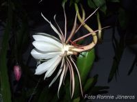 Epiphyllum oxypetalum Nattens Prinsessa